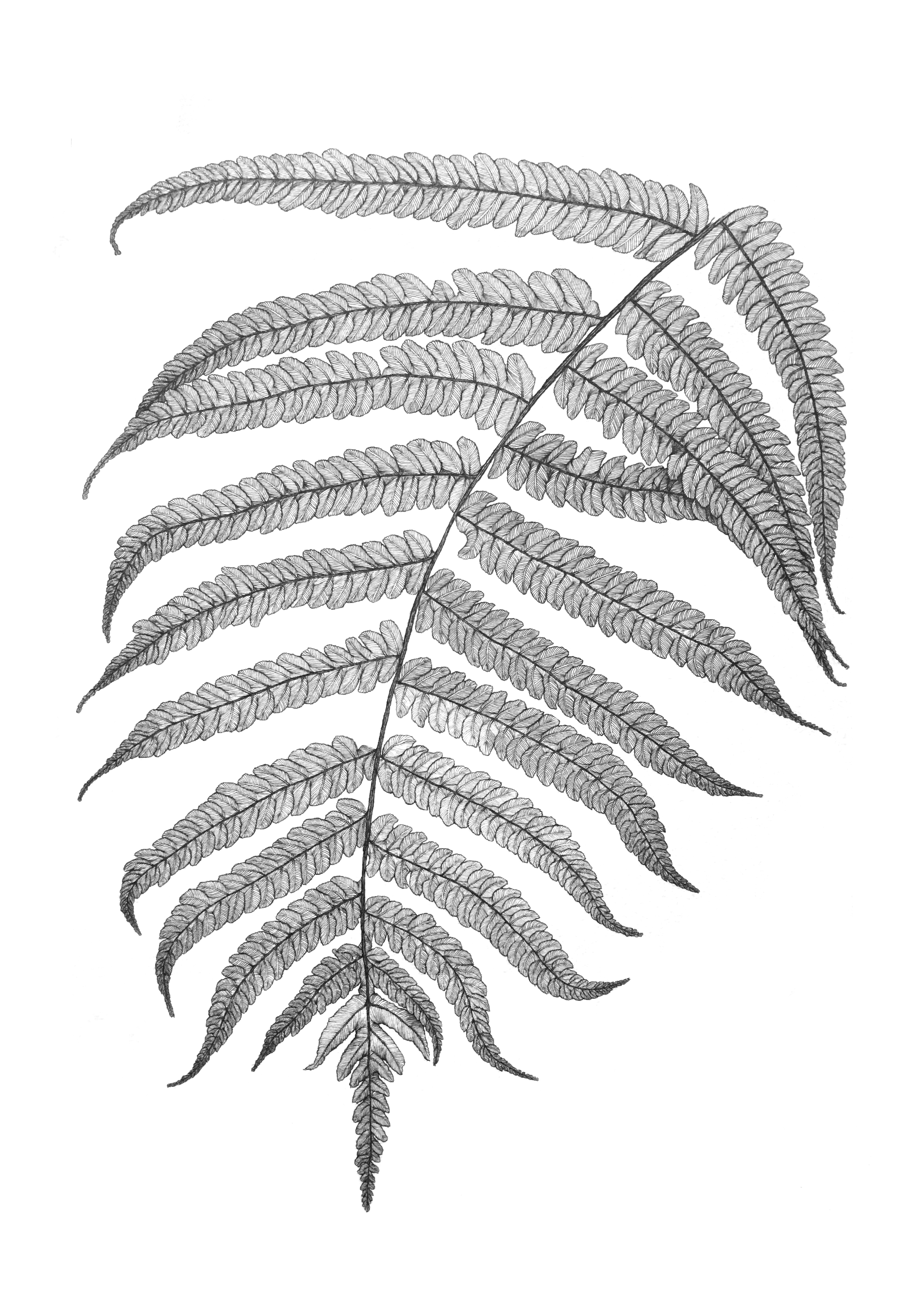 Gully fern